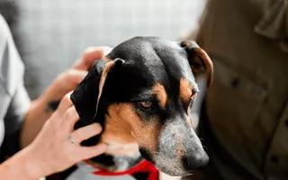 Braun-schwarzer Hund sitzt zwischen zwei Menschen und lässt sich streicheln.
