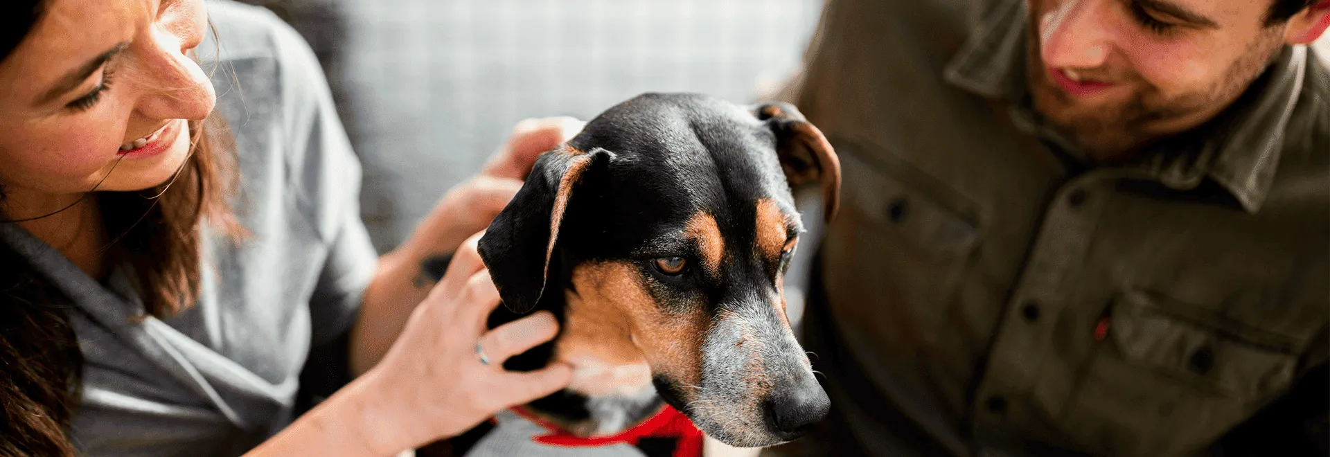 Braun-schwarzer Hund sitzt zwischen zwei Menschen und lässt sich streicheln.