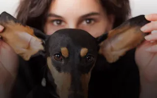 Eine Person hält die Ohren eines kleines schwarzbraunen Hundes nach schräg oben.