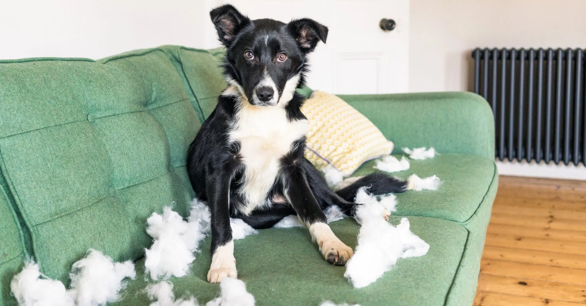 Hund sitzt auf Sofa und hat ein Kissen zerfetzt.