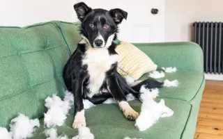 Hund sitzt auf Sofa und hat ein Kissen zerfetzt.
