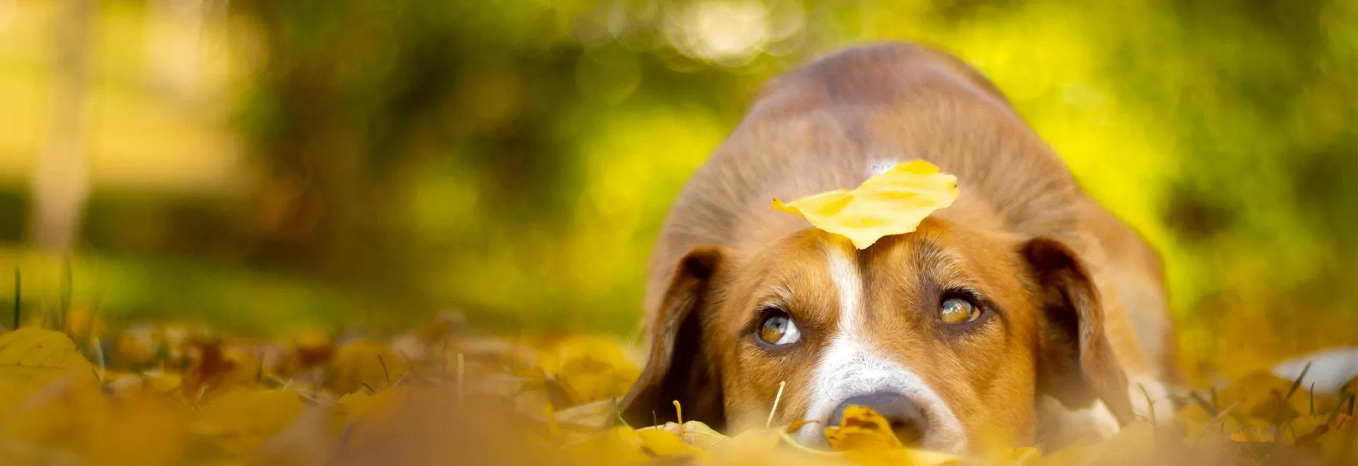 Ein karamellbrauner Hund liegt im Herbstlaub und schaut nach oben. Vielleicht hat er ja was angestellt?