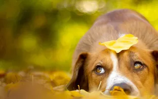 Ein karamellbrauner Hund liegt im Herbstlaub und schaut nach oben. Vielleicht hat er ja was angestellt?