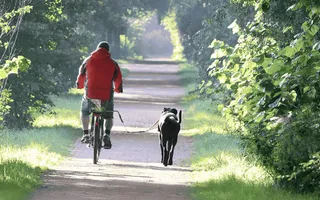 So kannst Du Deinen Hund mit dem Fahrrad mitnehmen: Ein Mann hat seinen Labrador an einem Abstandshalter am Fahrrad und fährt mit ihm über einen Waldweg.