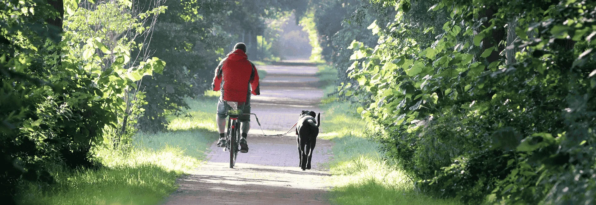 So kannst Du Deinen Hund mit dem Fahrrad mitnehmen: Ein Mann hat seinen Labrador an einem Abstandshalter am Fahrrad und fährt mit ihm über einen Waldweg.