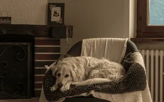 Auch hier würde sich ein Smart-Home-Rauchwarnmelder eignen: Ein weißer Labrador liegt auf einem Sessel neben einem Kamin.