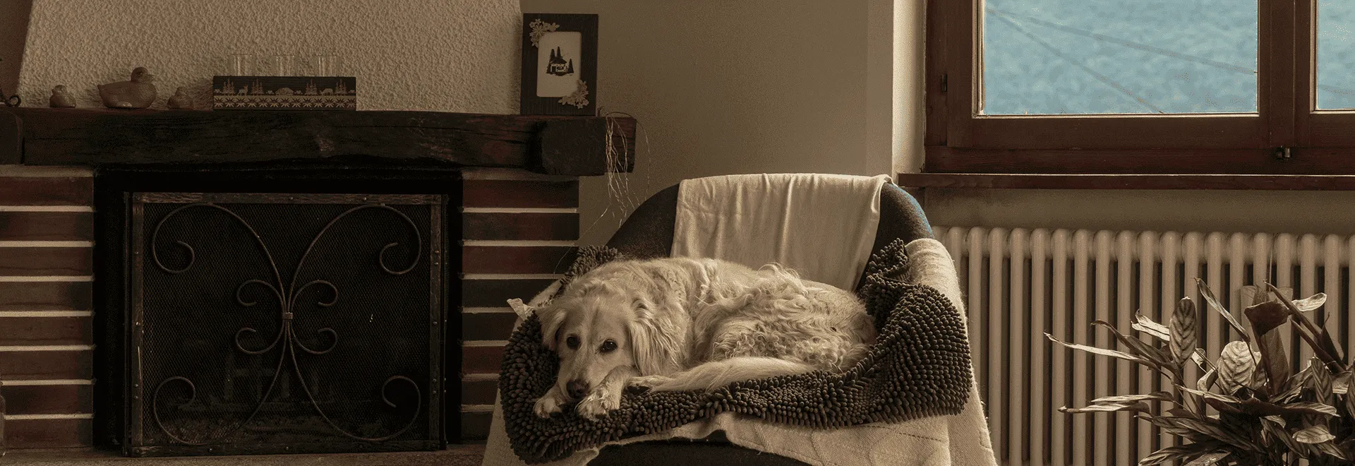 Auch hier würde sich ein Smart-Home-Rauchwarnmelder eignen: Ein weißer Labrador liegt auf einem Sessel neben einem Kamin.