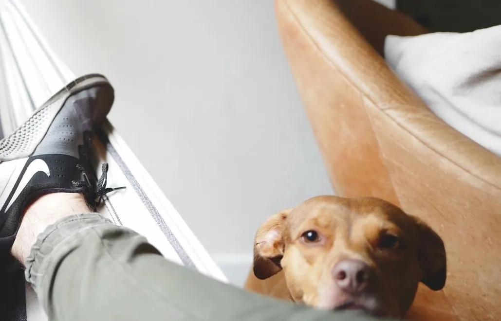 Eine Person liegt in einer Hängematte und ein Hund sitzt daneben.