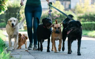 Eine Frau in einem Park hat fünf verschieden große Hunde an der Leine.