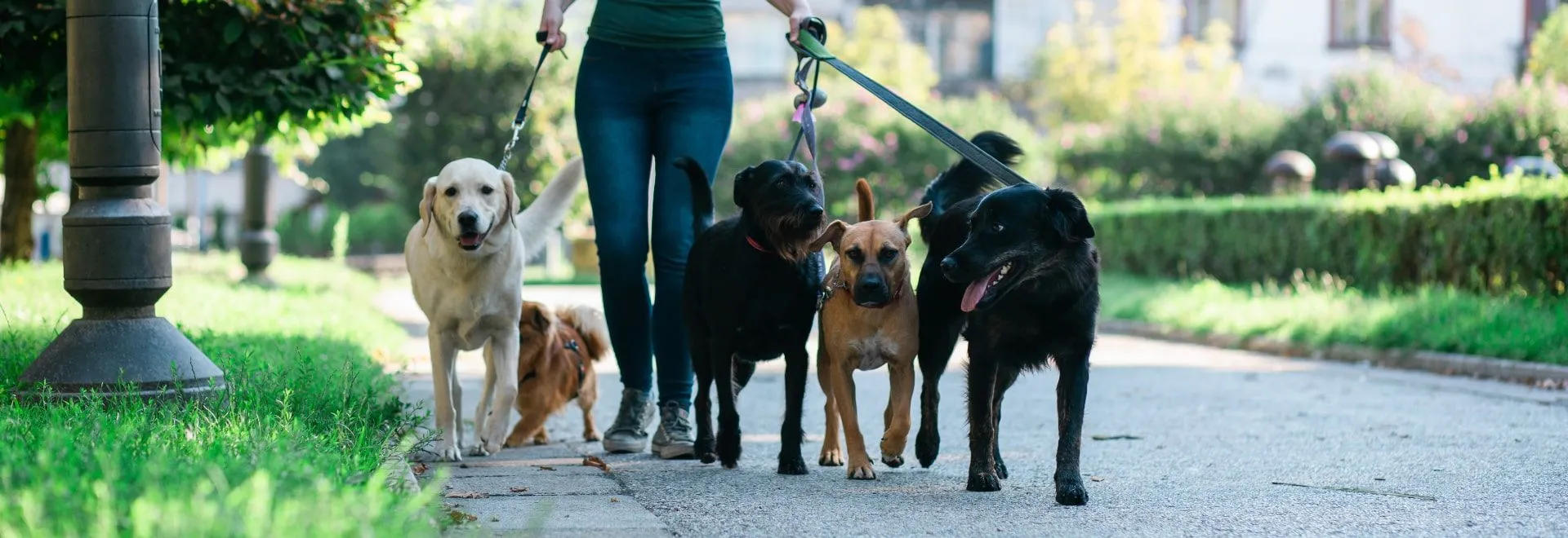 Eine Frau in einem Park hat fünf verschieden große Hunde an der Leine.