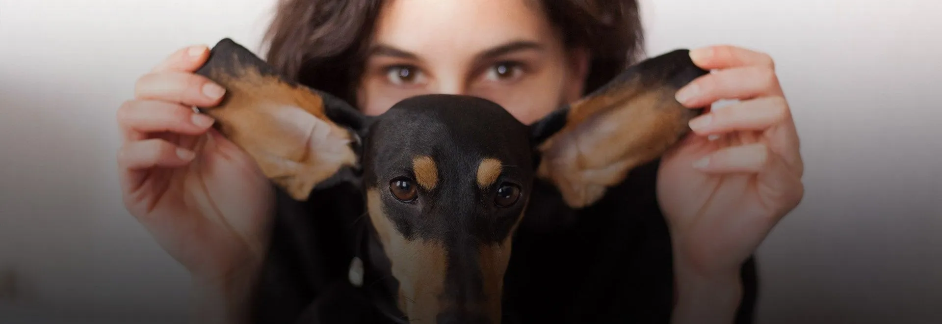 Eine Person hält die Ohren eines kleines schwarzbraunen Hundes nach schräg oben.