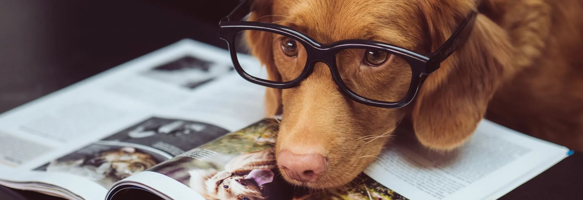 Hund im Büro mit Brille auf