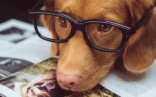 Hund im Büro mit Brille auf